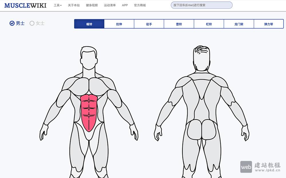 MuscleWiki中文健身网:一个专注于健身领域的在线资源平台